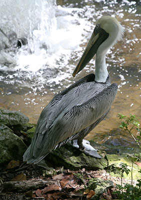 Pelecanus occidentalis occidentalis - The Carribean Brown Pelican