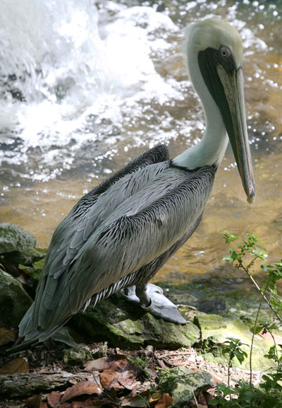 Pelecanus occidentalis occidentalis - The Carribean Brown Pelican