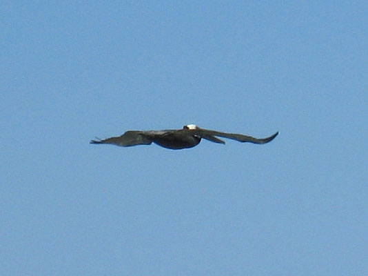 Pelecanus occidentalis occidentalis - The Carribean Brown Pelican