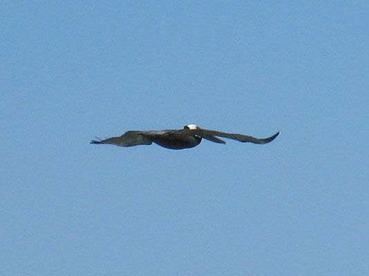 Pelecanus occidentalis occidentalis - The Carribean Brown Pelican