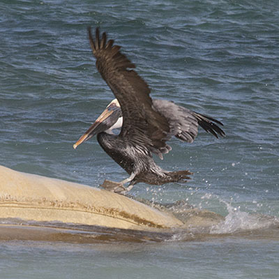 Pelecanus occidentalis occidentalis - The Carribean Brown Pelican