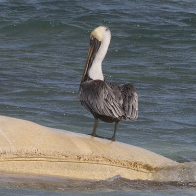 Pelecanus occidentalis occidentalis - The Carribean Brown Pelican