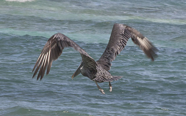 Pelecanus occidentalis occidentalis - The Carribean Brown Pelican