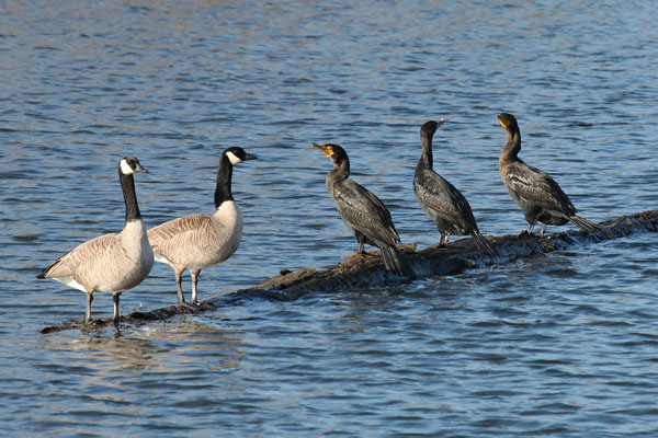 Phalacrocorax auritus albociliatus - The Double-crested Cormorant