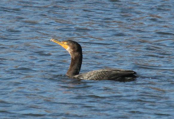 Phalacrocorax auritus albociliatus - The Double-crested Cormorant