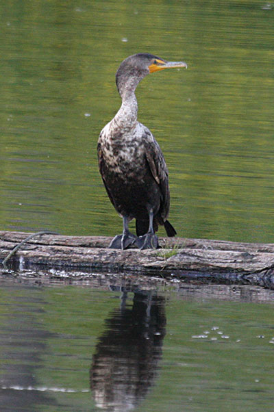 Phalacrocorax auritus albociliatus - The Double-crested Cormorant