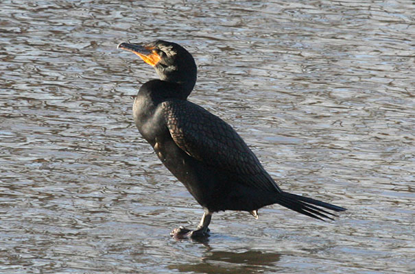 Phalacrocorax auritus albociliatus - The Double-crested Cormorant