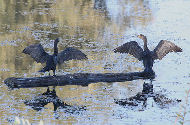 Phalacrocorax auritus albociliatus - The Double-crested Cormorant