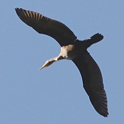 Phalacrocorax auritus albociliatus - Juvenile Double-crested Cormorant