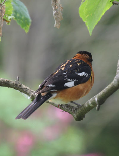 Pheucticus melanocephalus - The Black-headed Grosbeak