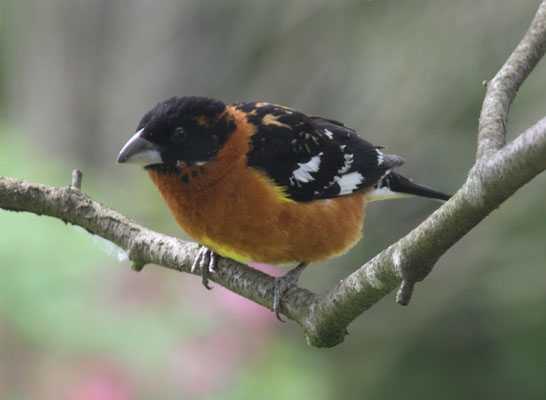 Pheucticus melanocephalus - The Black-headed Grosbeak