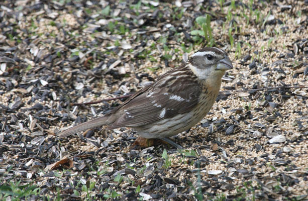 Pheucticus melanocephalus - The Black-headed Grosbeak