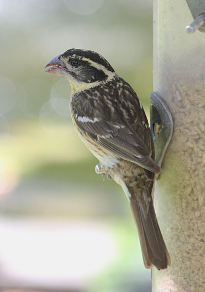 Pheucticus melanocephalus - The Black-headed Grosbeak