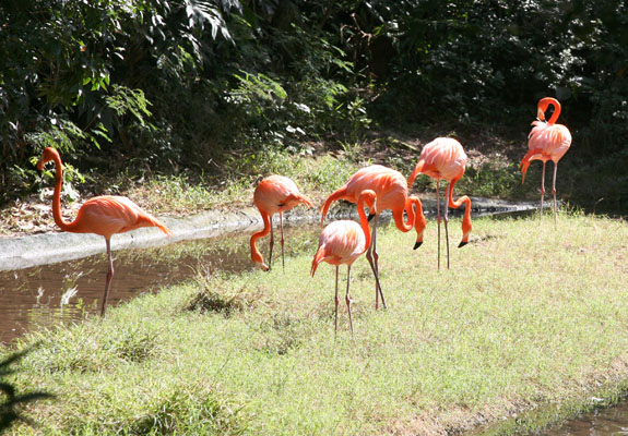 Phoenicopterus ruber ruber (Linnaeus, 1758) - The Caribbean Flamingo