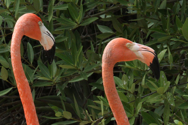 Phoenicopterus ruber ruber (Linnaeus, 1758) - The Caribbean Flamingo