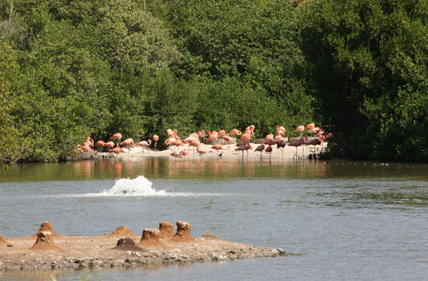 Phoenicopterus ruber ruber (Linnaeus, 1758) - The Caribbean Flamingo