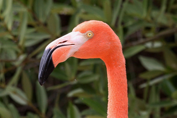 Phoenicopterus ruber ruber (Linnaeus, 1758) - The Caribbean Flamingo