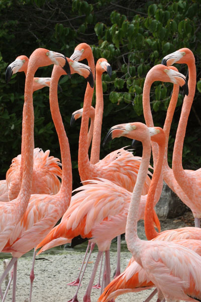 Phoenicopterus ruber ruber (Linnaeus, 1758) - The Caribbean Flamingo