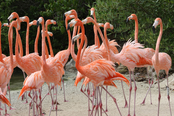 Phoenicopterus ruber ruber (Linnaeus, 1758) - The Caribbean Flamingo