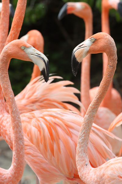 Phoenicopterus ruber ruber (Linnaeus, 1758) - The Caribbean Flamingo