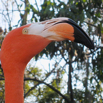 Phoenicopterus ruber ruber (Linnaeus, 1758) - The Caribbean Flamingo