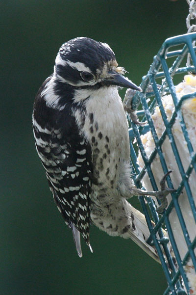 Picoides nuttallii - Nuttall's Woodpecker