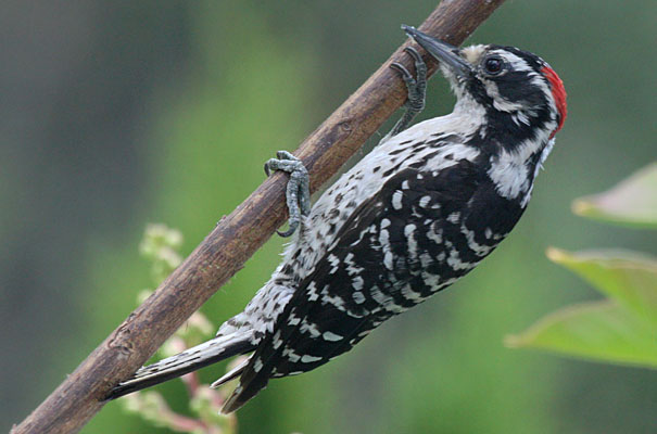 Picoides nuttallii - Nuttall's Woodpecker