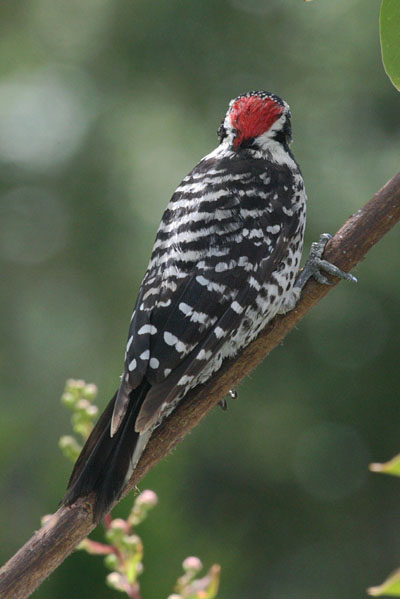 Picoides nuttallii - Nuttall's Woodpecker