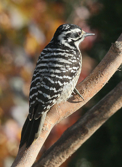 Picoides nuttallii - Nuttall's Woodpecker