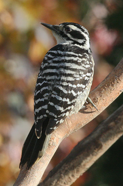 Picoides nuttallii - Nuttall's Woodpecker