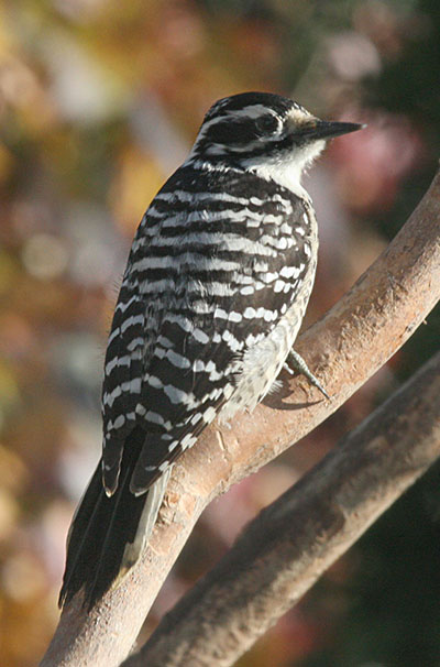 Picoides nuttallii - Nuttall's Woodpecker