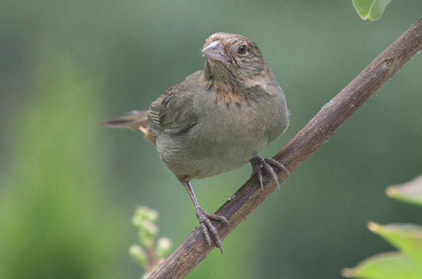 Pipilo crissalis - The California Towhee