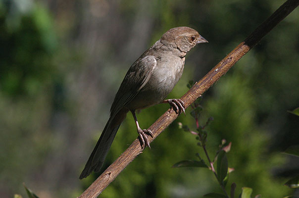 Pipilo crissalis - The California Towhee