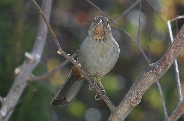 Pipilo crissalis - The California Towhee