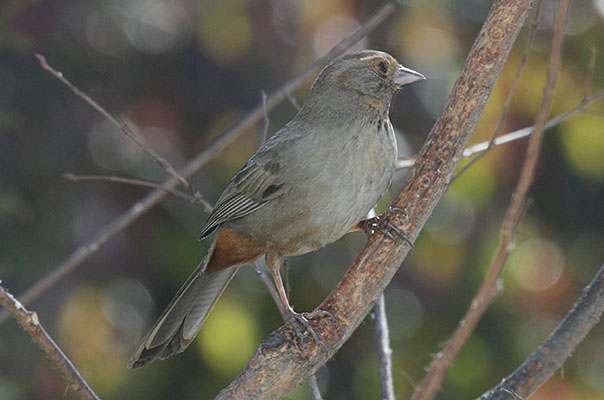 Pipilo crissalis - The California Towhee