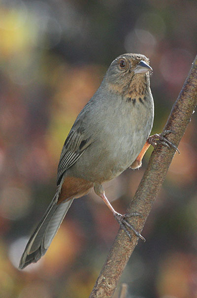 Pipilo crissalis - The California Towhee