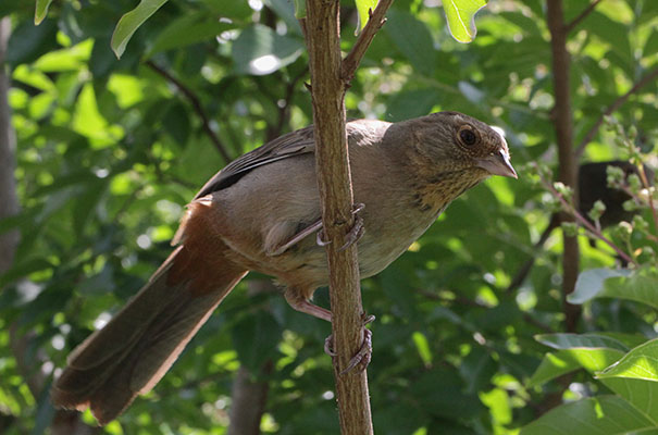 Pipilo crissalis - The California Towhee