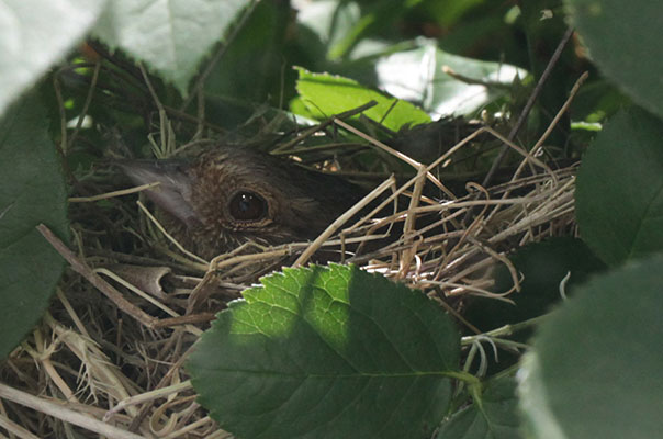 Pipilo crissalis - The California Towhee