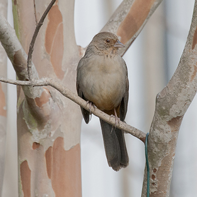 Pipilo crissalis - The California Towhee