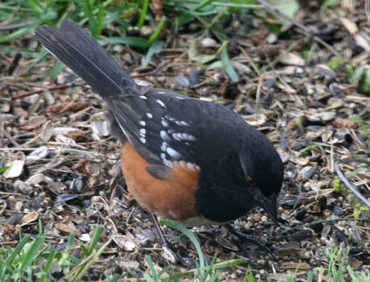 Pipilo maculatus maculatus - The Spotted Towhee