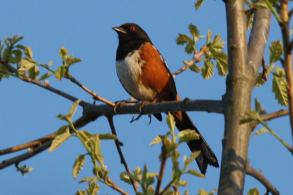 Pipilo maculatus maculatus - The Spotted Towhee