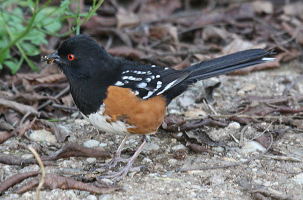 Pipilo maculatus maculatus - The Spotted Towhee