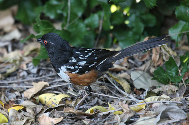 Pipilo maculatus maculatus - The Spotted Towhee