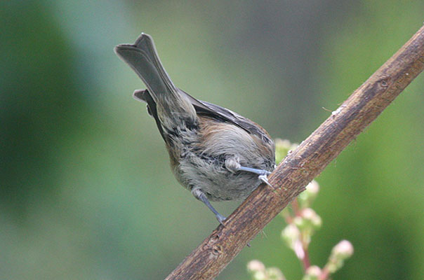 Poecile rufesens - The Chestnut-backed Chickadee