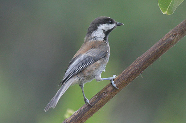 Poecile rufesens - The Chestnut-backed Chickadee