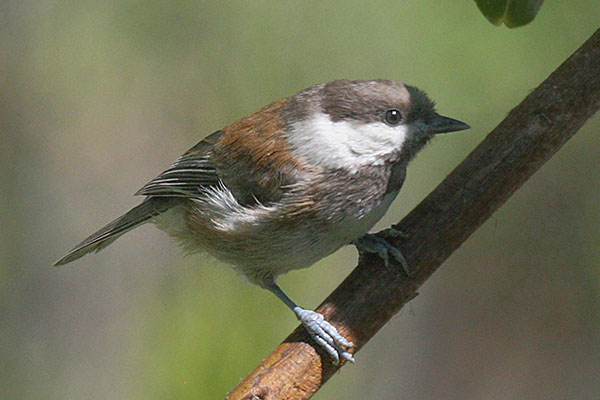 Poecile rufesens - The Chestnut-backed Chickadee