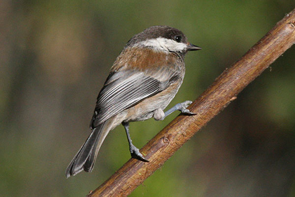 Poecile rufesens - The Chestnut-backed Chickadee