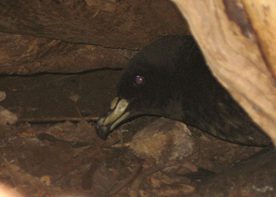 Procellaria parkinsoni - The Black Petrel