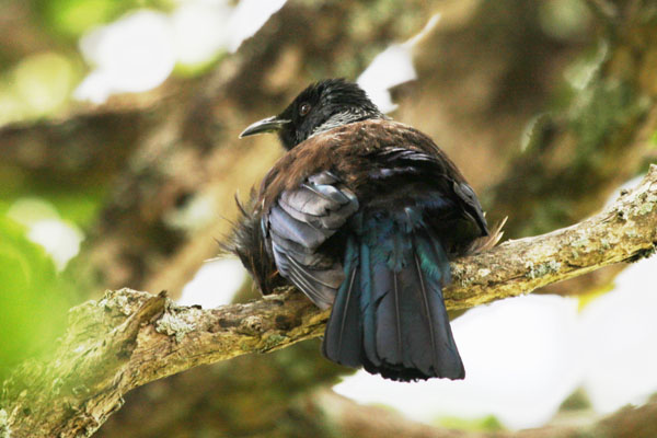 Prosthemadera novaeseelandiae (Gmelin, 1788) - The Tui