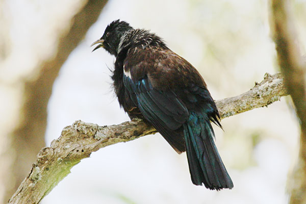 Prosthemadera novaeseelandiae (Gmelin, 1788) - The Tui